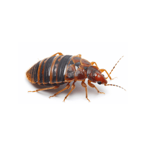 Bed Bugs pest control services in Miami - Direct Pest Solutions specializes in bed bugs extermination