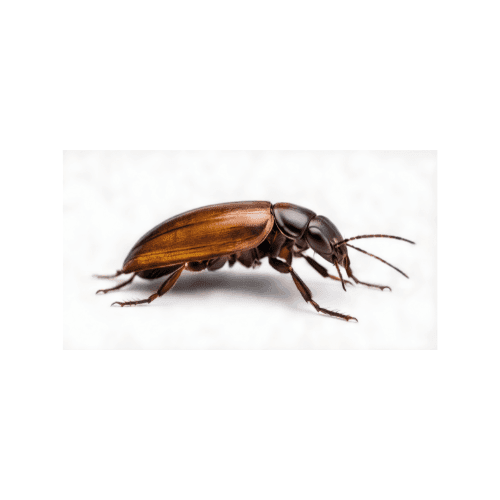 Beetles pest control services in Miami - Direct Pest Solutions specializes in beetles extermination