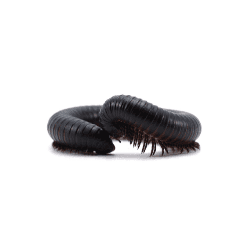 Centipedes pest control services in Miami - Direct Pest Solutions specializes in centipedes extermination