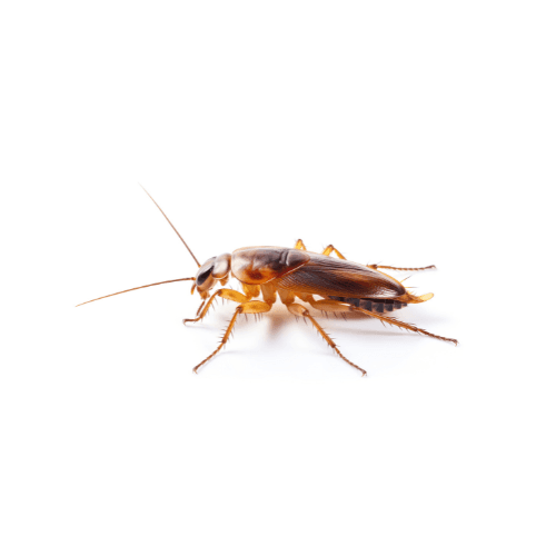 Cockroaches pest control services in Miami - Direct Pest Solutions specializes in cockroaches extermination