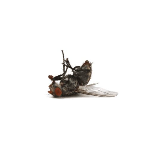 Flies pest control services in Miami - Direct Pest Solutions specializes in flies extermination