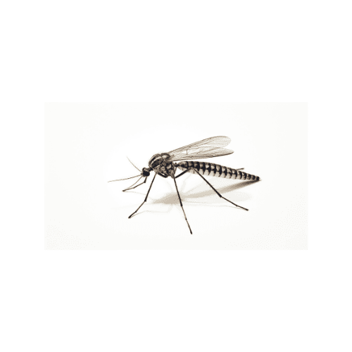 Mosquitoes pest control services in Miami - Direct Pest Solutions specializes in mosquitoes extermination