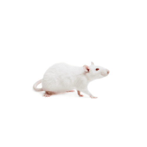 Rodents pest control services in Miami - Direct Pest Solutions specializes in rodents extermination