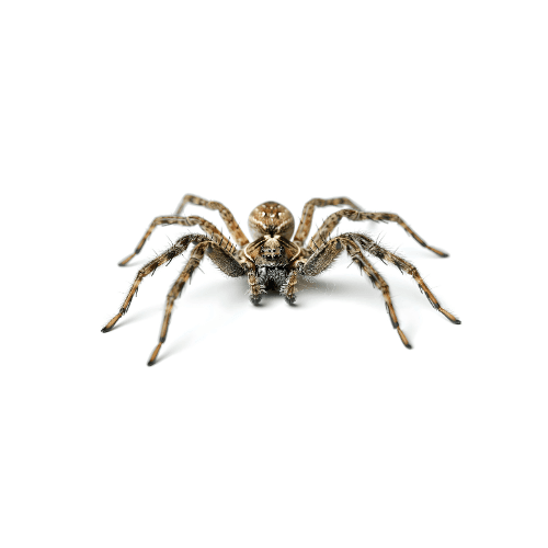 Spiders pest control services in Miami - Direct Pest Solutions specializes in spiders extermination