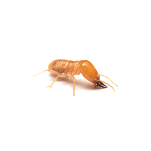Termites pest control services in Miami - Direct Pest Solutions specializes in termites extermination