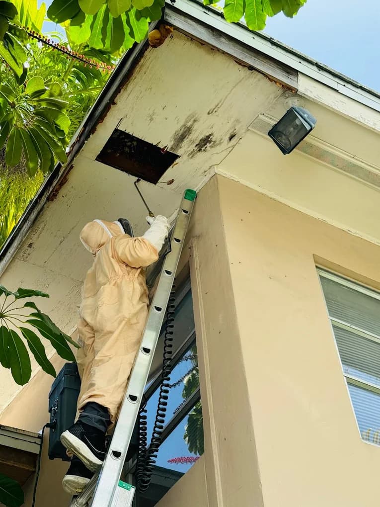 Bee Removal - Professional pest control services in Miami