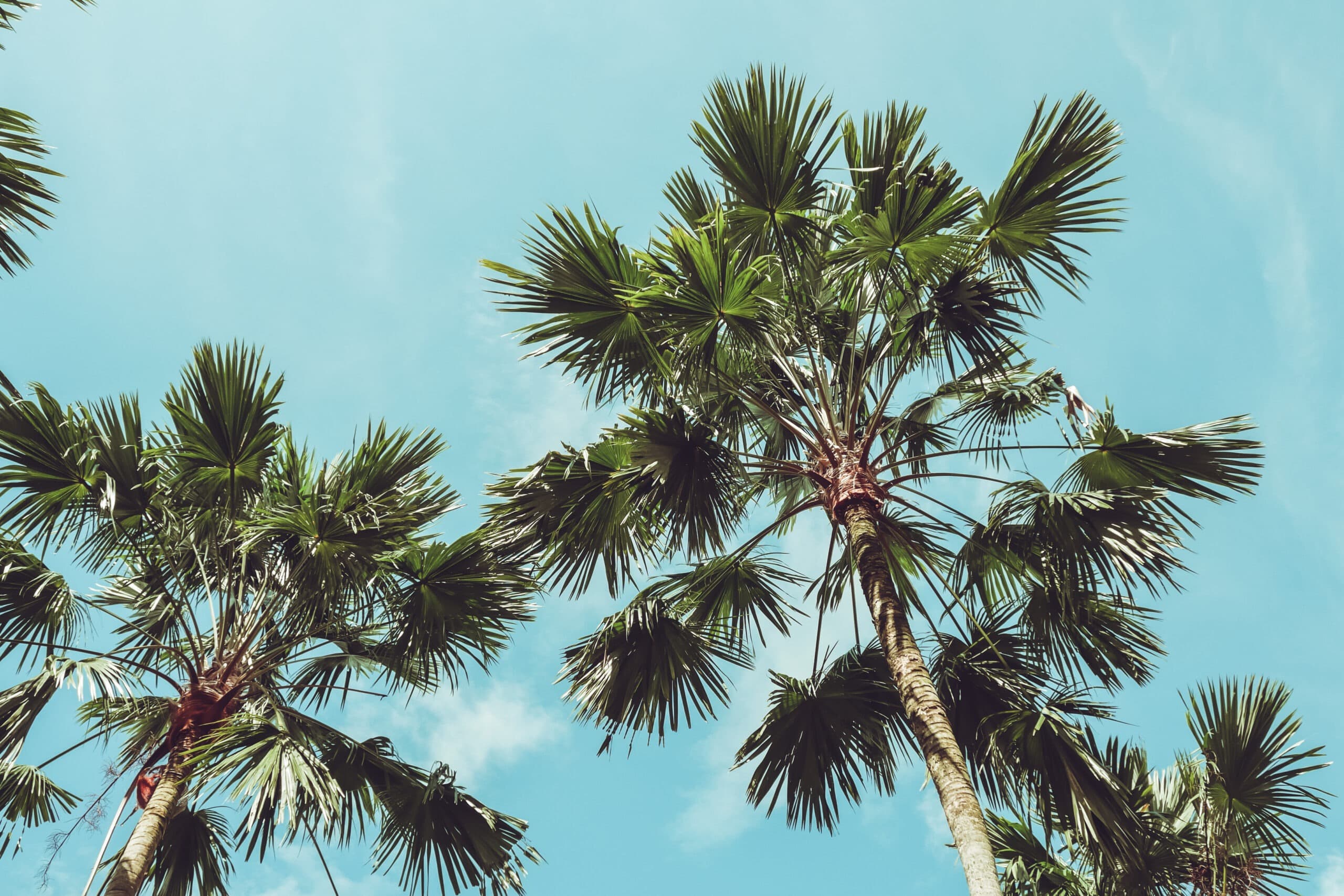 Homestead Florida pest control and wildlife removal - Farm pest control and termite treatment in South Miami-Dade